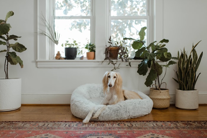 Dog resting in a Fernpaw bed