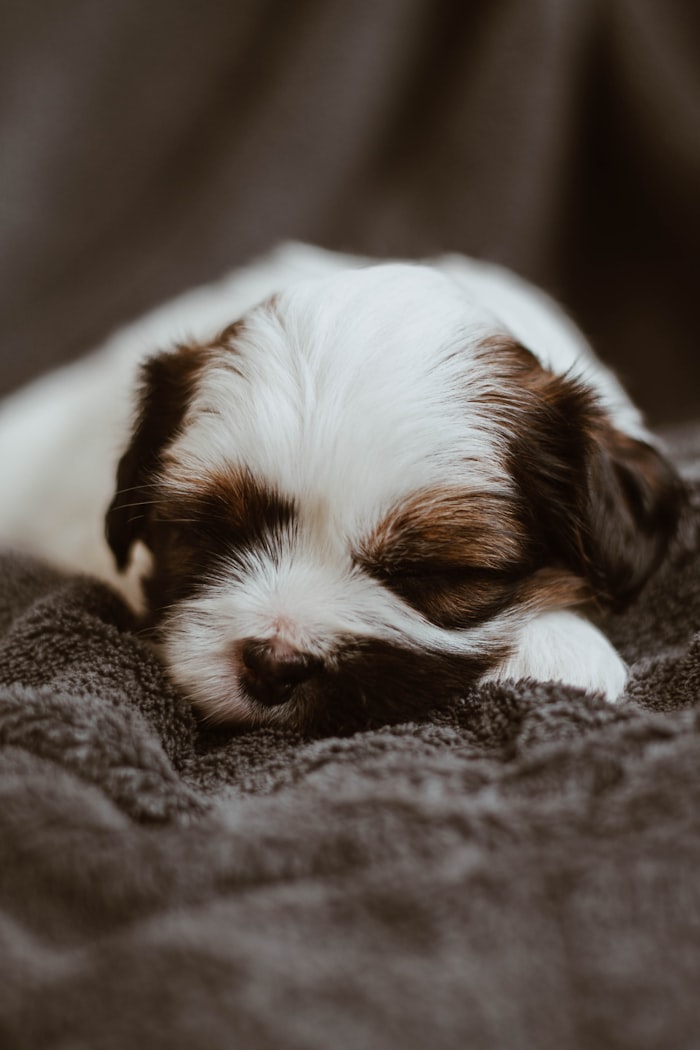 Cozy FernPaws pup