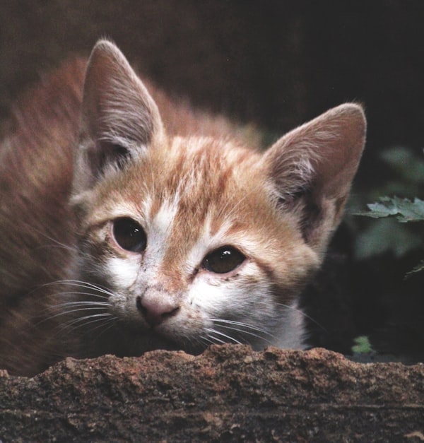 Curious FernPaws pet